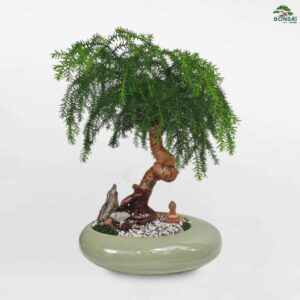 Cây Tùng Bồng Lai Bonsai Tiểu Cảnh