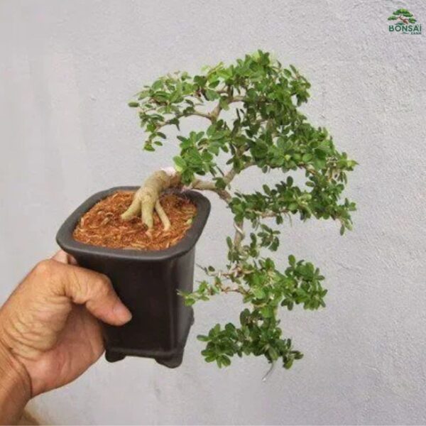 Cây Cần Thăng Bonsai Mini