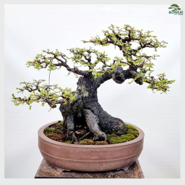 Cây Cẩm Thị Bonsai